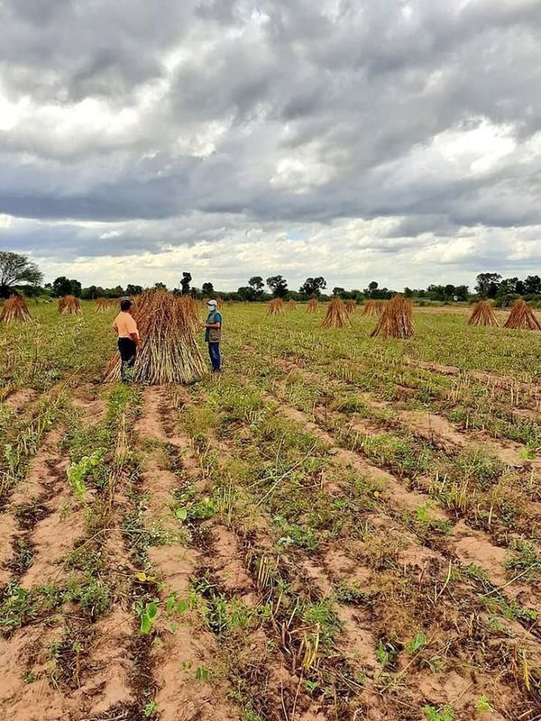 Técnicos del MAG asisten a productores sesameros del Chaco