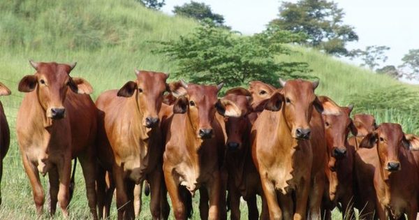 Exportación de carne disminuyó, según la ARP