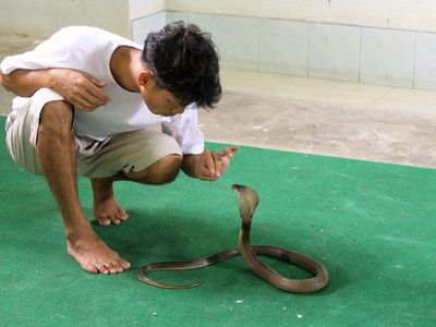 Un hombre fue acusado en India de haber matado a su esposa con una cobra