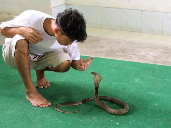 Un hombre fue acusado en India de haber matado a su esposa con una cobra