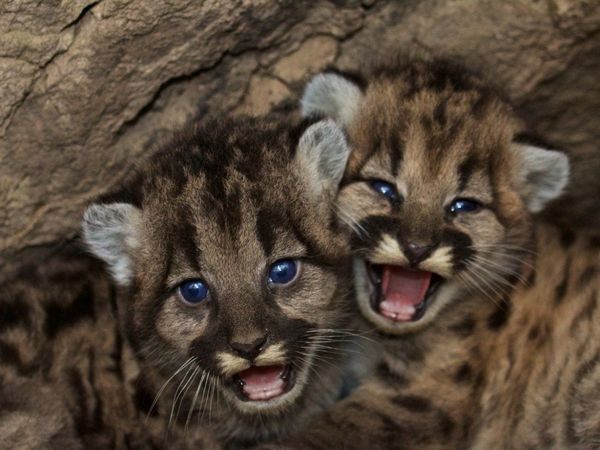 Pandemia y Cuarentena, dos pumas nacidos en zoo de México