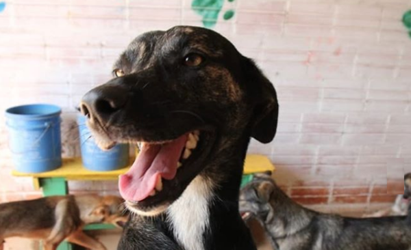 HOY / Impulsan "olla popular para perritos": juntan donaciones para ayudar a refugio