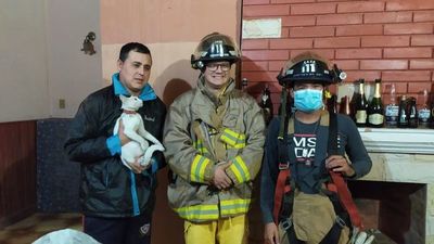 Bomberos rescatan a una gata que estuvo extraviada por dos días - Nacionales - ABC Color