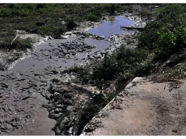 Dura sequía provoca   muerte  de peces   en Puerto Casado