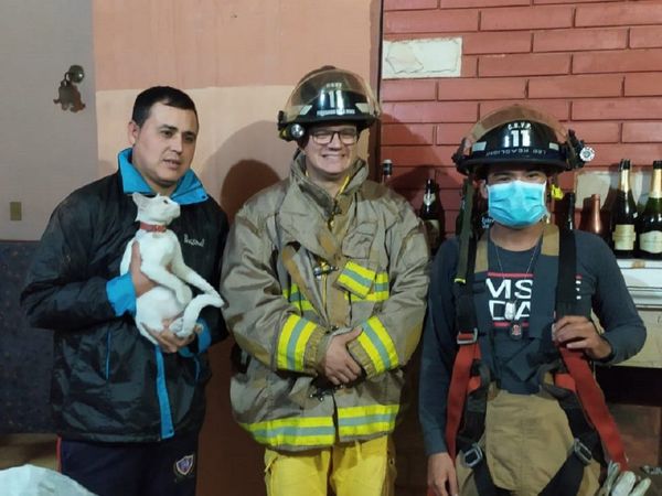 Bomberos rescatan a una gatita que quedó atrapada en un pasillo