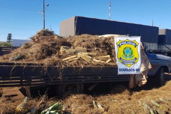 Sigue pasando marihuana al Brasil por nuestra frontera “cerrada”
