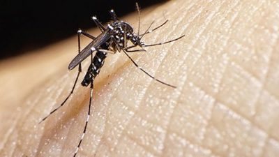 La otra epidemia, aumentan casos de dengue en Paraguay