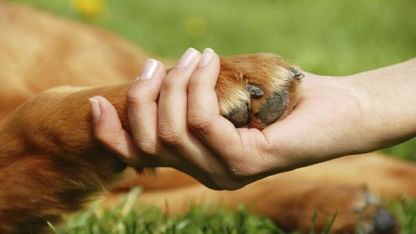 Olla popular llevará alegría a amigos peludos de la tercera edad