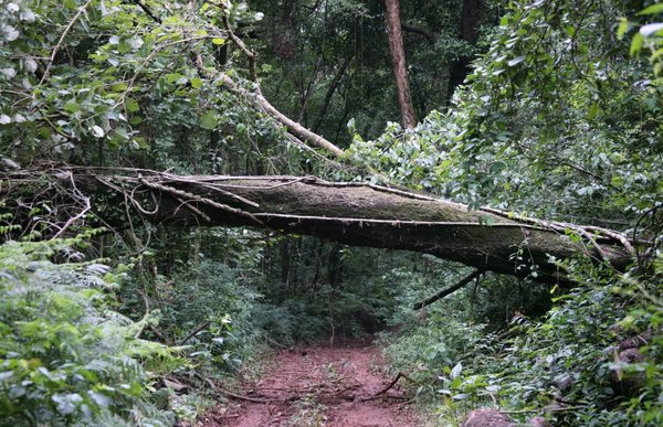 Periodista revela en investigación alarmante cifra de deforestación del Bosque Atlántico en Paraguay » Ñanduti