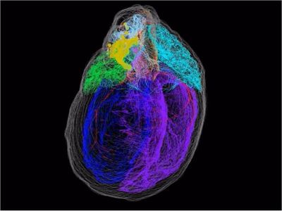 Crean el primer mapa tridimensional de las neuronas del corazón