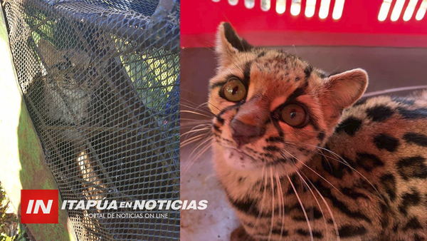 UN GATO TIRICA FUE CAPTURADO TRAS IRRUMPIR UN GALLINERO EN CAPITÁN MEZA 24.