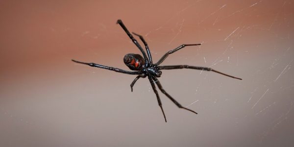 Tres niños hicieron que les pique una araña para tener los poderes del Hombre Araña