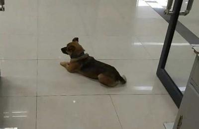 El perro que espera hace tres meses a su dueño que falleció por Covid-19 - SNT