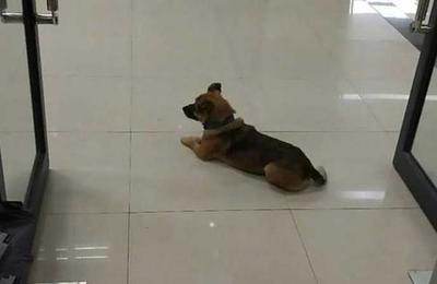 El perro que espera hace tres meses a su dueño que falleció por Covid-19 - C9N