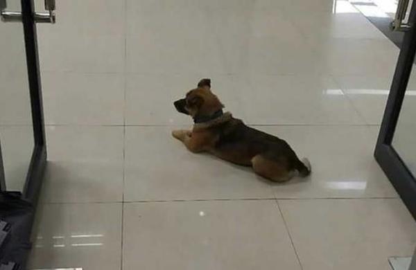 El perro que espera hace tres meses a su dueño que falleció por Covid-19 - C9N
