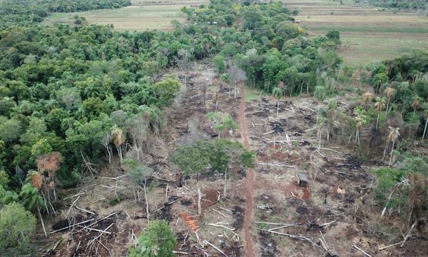 Itaipú solicita colaboración de órganos competentes para frenar daños a bosques nativos