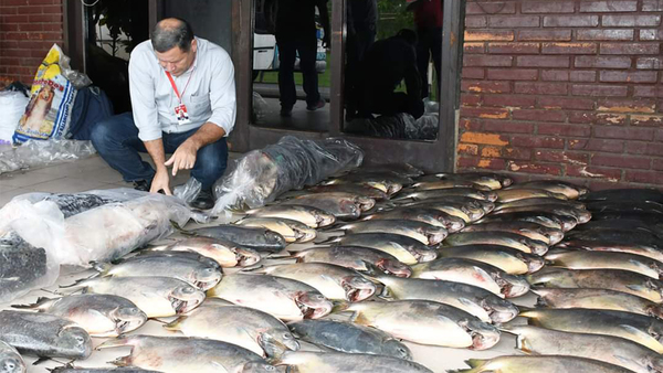 POCOS TRABAJADORES E INSUFICIENTES HERRAMIENTAS PARA VELAR POR LA FAUNA ÍCTICA