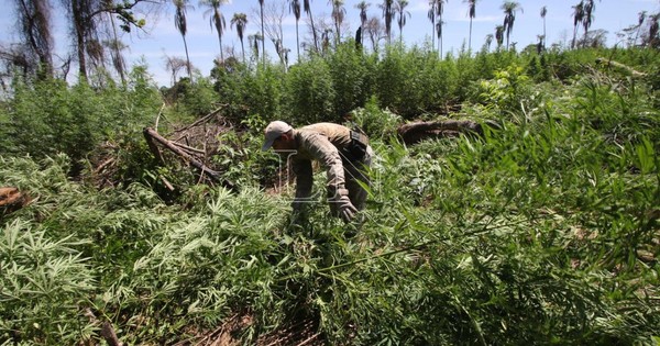 Cae la marihuana pero nunca los financistas