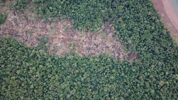 Solicitan colaboración de órganos competentes para frenar daños a bosques nativos