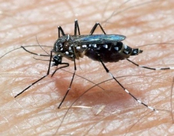 ¡Cháke loperro! Aumentan jeyma casos de dengue | Crónica