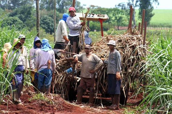 Preocupa a cañicultores de Caaguazú la reducción de precio del producto