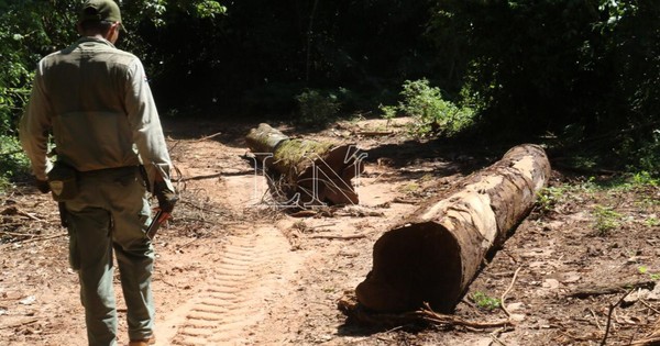 Arriesgar la vida por los bosques