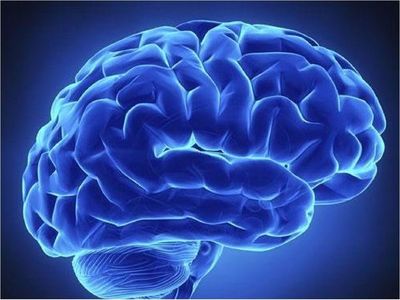 Una nueva forma de transportar eficazmente fármacos al cerebro