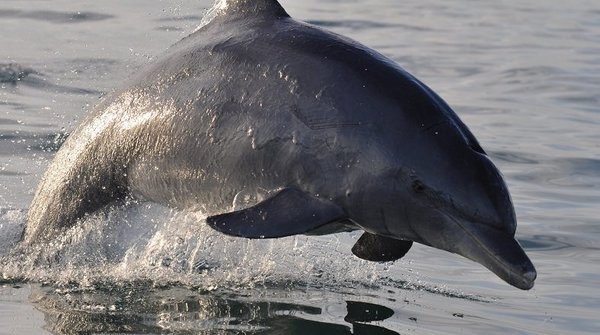 Avistan a delfín en peligro de extinción en río Paraná | Noticias Paraguay