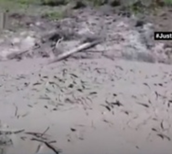 Mortandad de peces en riachos del Chaco por prolongada sequía - Paraguay.com