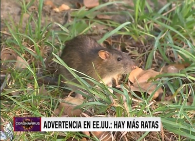 Covid-19 deja ratas hambrientas en EE.UU » San Lorenzo PY