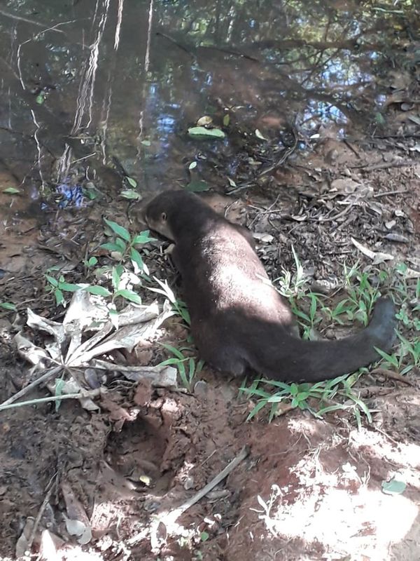 San Lorenzo: bomberos rescataron una nutria del patio de una casa - Nacionales - ABC Color