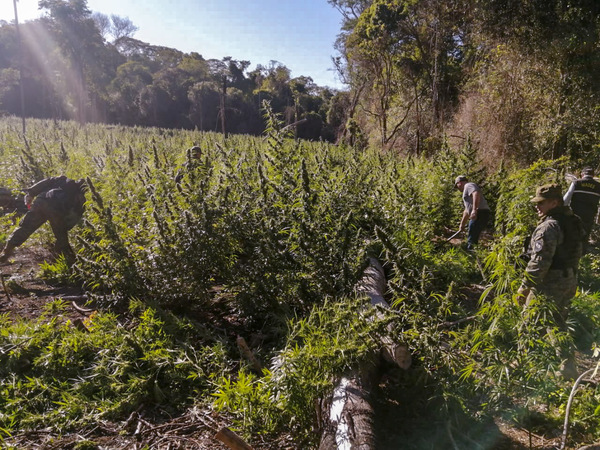 Destruyen plantaciones de marihuana en el Parque Nacional Serranía San Luis