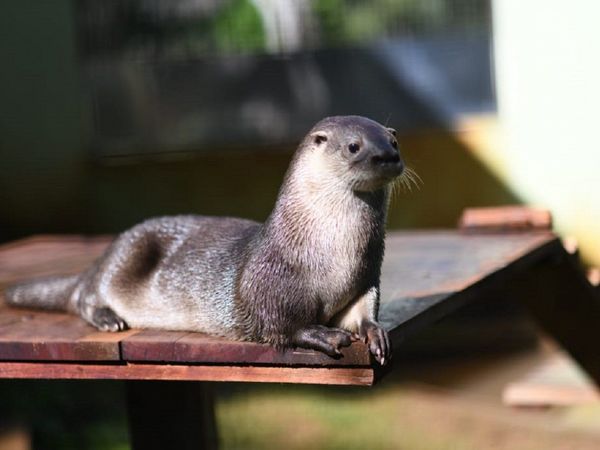 Itaipú conmemora Día Mundial de la Nutria en el Centro Ambiental