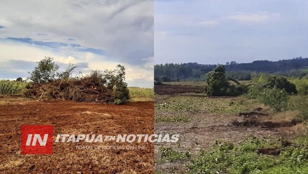 INFONA Y MADES CORROBORAN VOLTEO DE ÁRBOLES NATIVOS EN HOHENAU