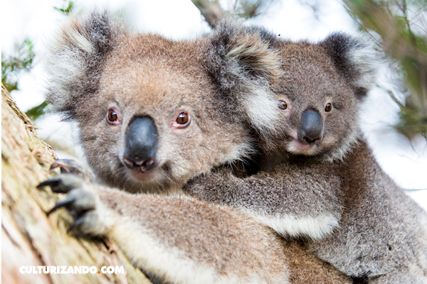 Nació el primer koala en un parque de Australia, tras los devastadores incendios » Ñanduti