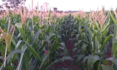 » Agricultura sustentable da esperanzas a productores de San Pedro