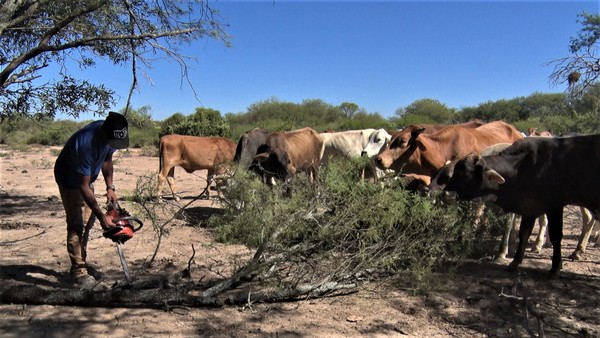 Sequía lleva a situación crítica en el Pilcomayo: Vacas comen algarrobo ante falta de pasto