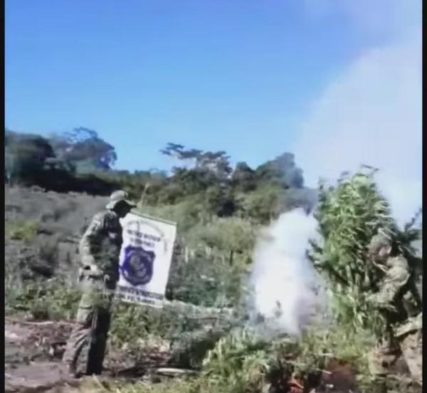 Destruyen tres hectáreas de plantación de marihuana en Caaguazú – Prensa 5