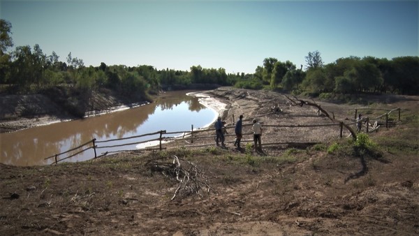 Productores de Margariño hacen cruzar el ganado por el rio en busca de tierras con pasto