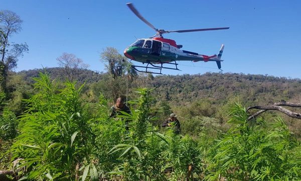 Grupos narcos remiten grandes volúmenes de marihuana a 5 países de la región – Diario TNPRESS