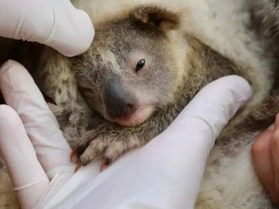 Ash, la primera bebé koala nacida tras los incendios forestales