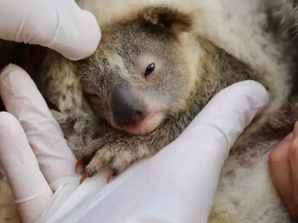Ash, la primera bebé koala nacida tras los incendios forestales