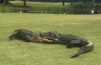 El aterrador video de dos caimanes peleando en medio de un campo de golf - SNT
