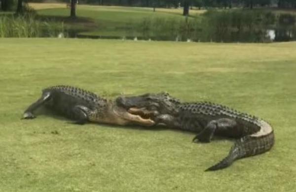El aterrador video de dos caimanes peleando en medio de un campo de golf - SNT