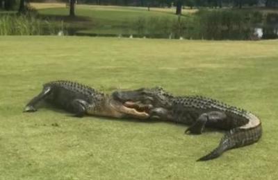 El aterrador video de dos caimanes peleando en medio de un campo de golf - C9N