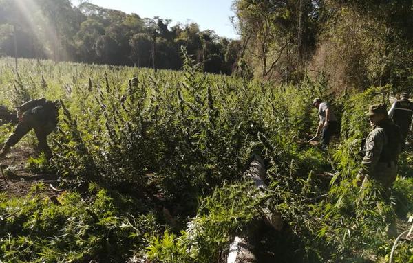 Eliminaron plantaciones de marihuana en parque nacional de Concepción