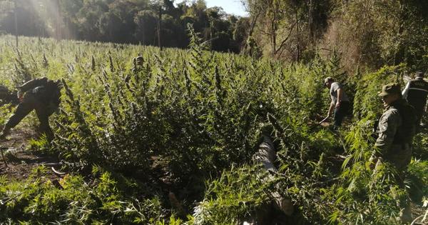 Eliminaron plantaciones de marihuana en parque nacional de Concepción