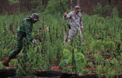 Elaboran "el mapa y la ruta” de la marihuana en el Paraguay