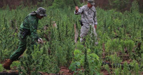 Elaboran "el mapa y la ruta” de la marihuana en el Paraguay