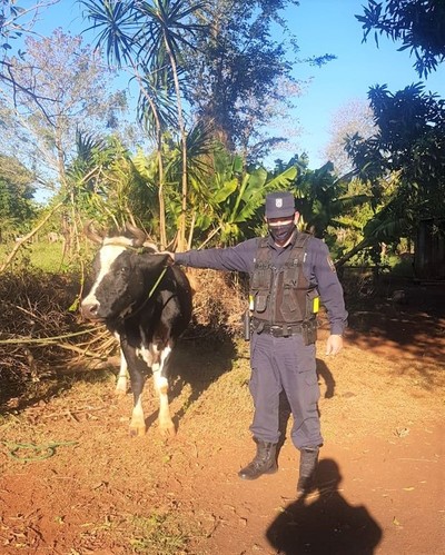 Detienen a dos ABIGEOS y evitan que una VACA LECHERA sea FAENADA